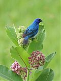 Indigo Bunting